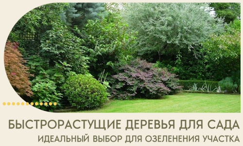 Быстрорастущие деревья для сада идеальный выбор в Сафонове