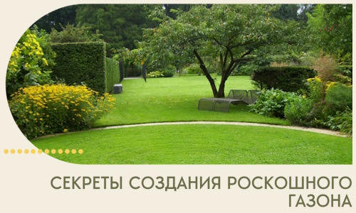 Секреты создания роскошного газона в Сафонове